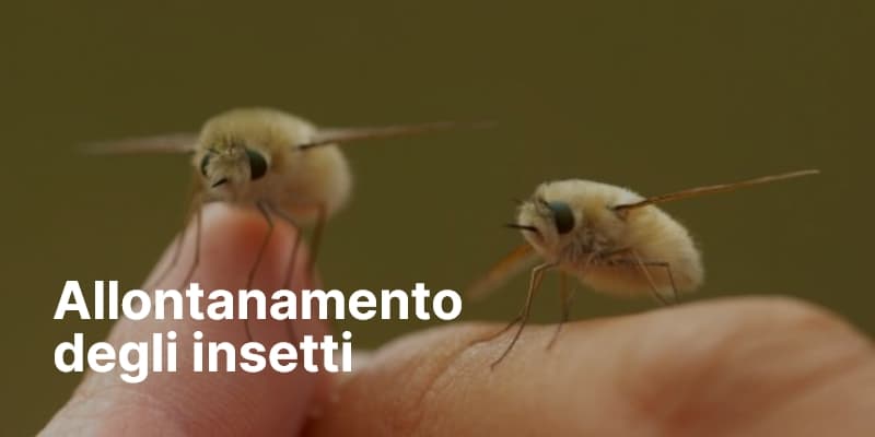 Allontanamento degli insetti